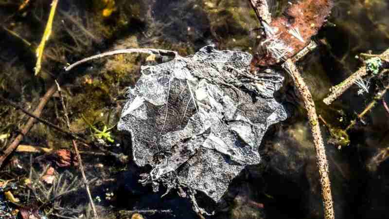 which is a biotic factor? rotting carcass rock drop of water fire